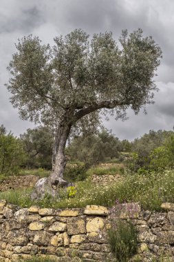 Tarragona 'nın Terra Alta bölgesindeki Batea şehrinin çevresindeki manzarada zeytin ağaçları bulunuyor.