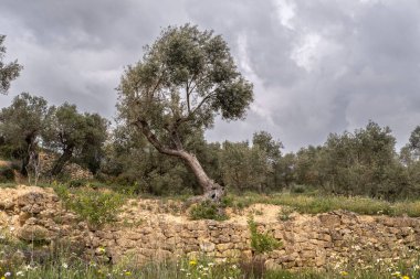 Tarragona 'nın Terra Alta bölgesindeki Batea şehrinin çevresindeki manzarada zeytin ağaçları bulunuyor.