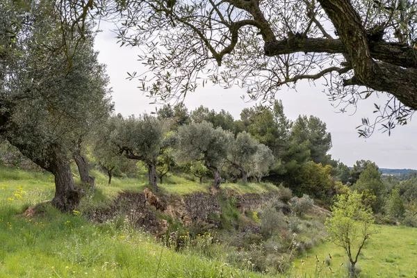 Campi Ulivi Nel Paesaggio Intorno Alla Città Batea Nella Regione — Foto Stock