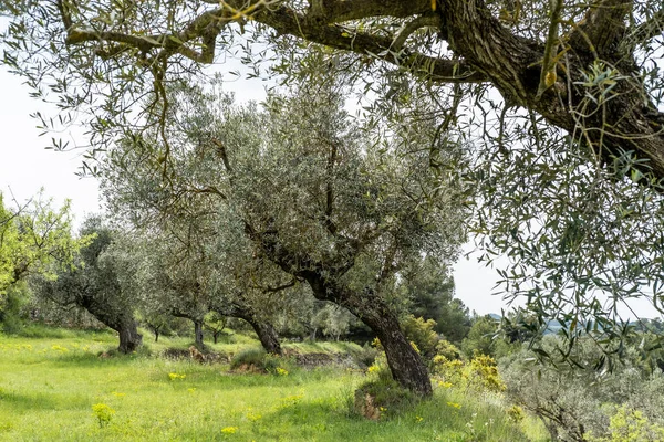 Fields Olive Trees Landscape City Batea Region Terra Alta Province — Stock Photo, Image