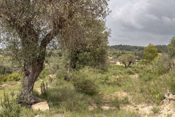 Fields Olive Trees Landscape City Batea Region Terra Alta Province — стоковое фото