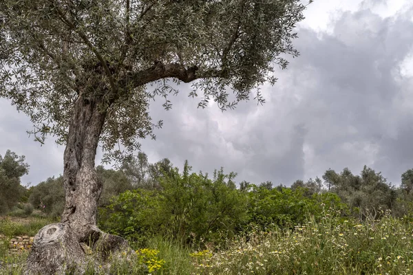 Fields Olive Trees Landscape City Batea Region Terra Alta Province — Stock Photo, Image