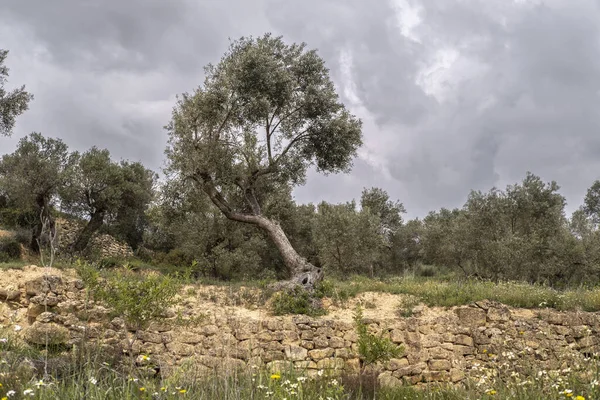 Tarragona 'nın Terra Alta bölgesindeki Batea şehrinin çevresindeki manzarada zeytin ağaçları bulunuyor.