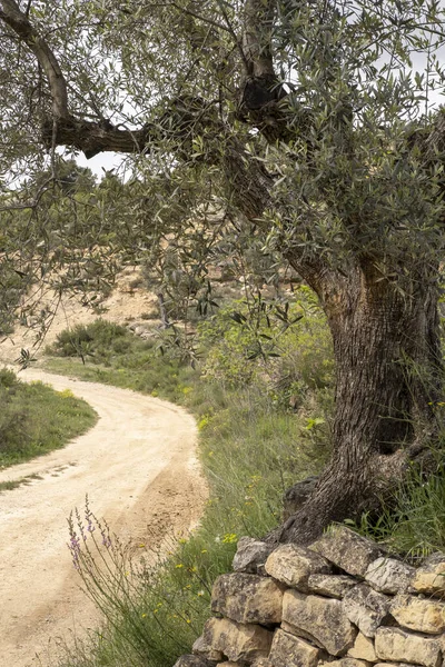 Fields Olive Trees Landscape City Batea Region Terra Alta Province —  Fotos de Stock