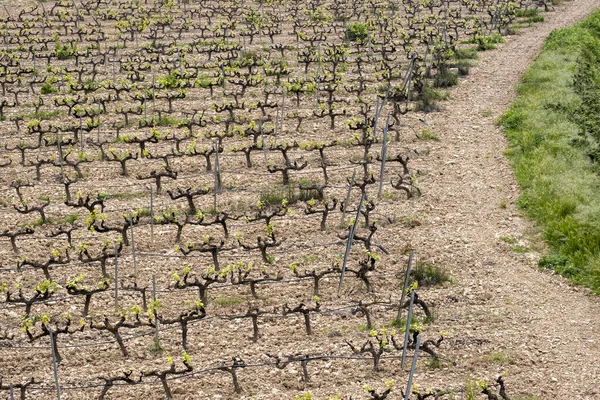 Rows Vines Vineyard Seen Terra Alta Region Province Tarragona Spain — Stock Photo, Image