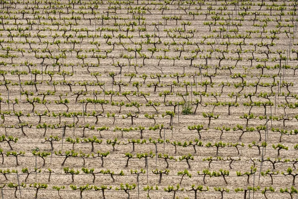 Rows Vines Vineyard Seen Terra Alta Region Province Tarragona Spain —  Fotos de Stock