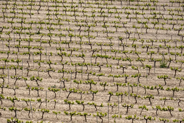 Rows Vines Vineyard Seen Terra Alta Region Province Tarragona Spain — Stock Photo, Image