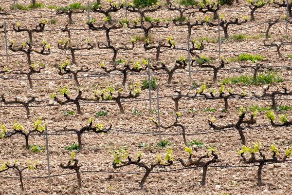 İspanya 'nın Tarragona bölgesindeki Terra Alta bölgesinde yukarıdan görülen bir üzüm bağında sıralanmış asmalar.
