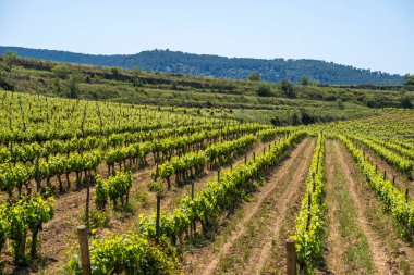 Bahar mevsiminde Barselona 'nın Subirats şarap bölgesinde üzüm bağları