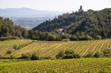 Vineyards in the spring in the Subirats wine region in the province of Barcelona