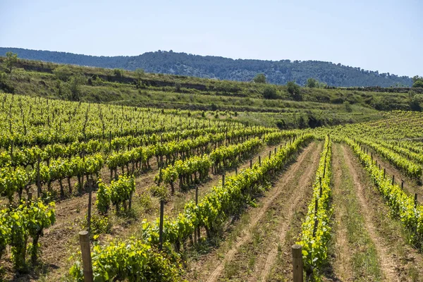 Vineyards Spring Subirats Wine Region Province Barcelona — Stock Photo, Image