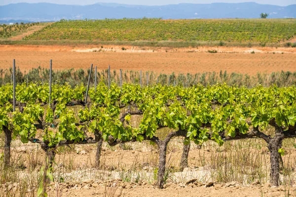 Vineyards Spring Subirats Wine Region Province Barcelona — Foto de Stock