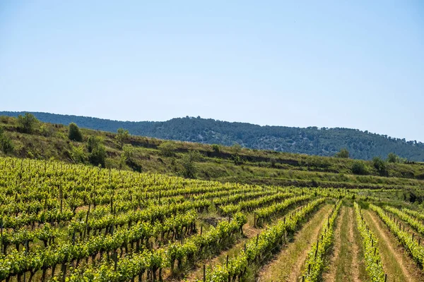 Vineyards Spring Subirats Wine Region Province Barcelona — Fotografia de Stock