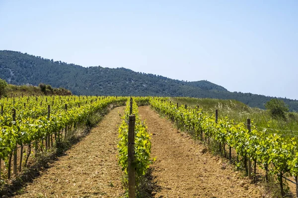 Bahar mevsiminde Barselona 'nın Subirats şarap bölgesinde üzüm bağları