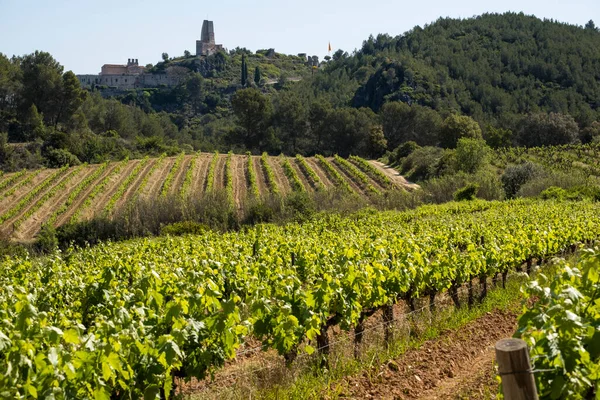 Vineyards Spring Subirats Wine Region Province Barcelona — Fotografia de Stock