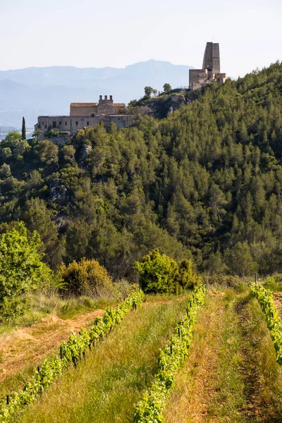 Viñedos Primavera Región Vinícola Subirats Provincia Barcelona — Foto de Stock