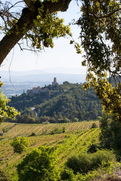 Vineyards Spring Subirats Wine Region Province Barcelona — Stock fotografie