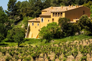 Vineyards in the spring in the Subirats wine region in the province of Barcelona
