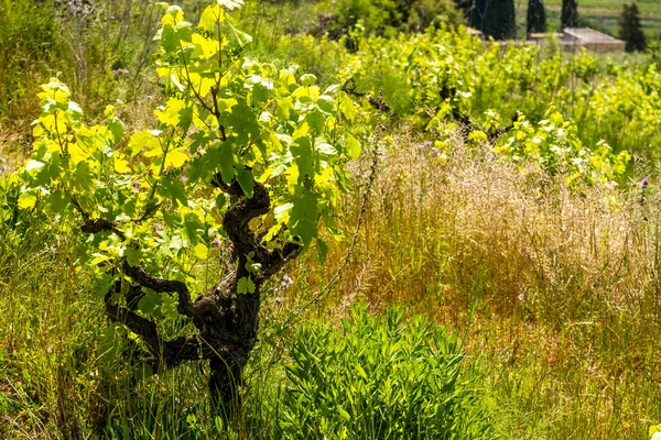 Vineyards Spring Subirats Wine Region Province Barcelona — Foto de Stock