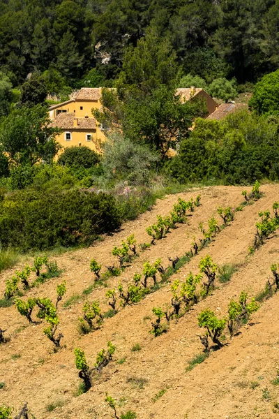 Winnice Wiosnę Regionie Winiarskim Subirat Prowincji Barcelona — Zdjęcie stockowe