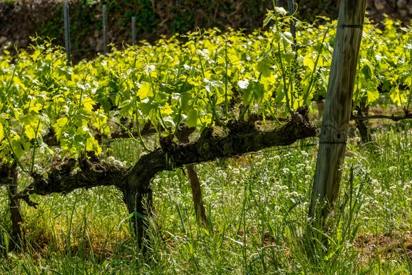 Vineyards Spring Subirats Wine Region Province Barcelona — Foto de Stock