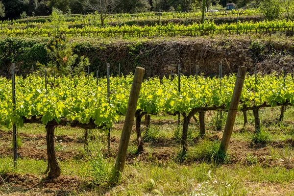 Vinhedos Primavera Região Vinícola Subirats Província Barcelona — Fotografia de Stock