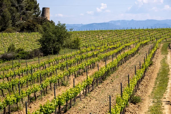 Vineyards Spring Subirats Wine Region Province Barcelona — Stock Photo, Image