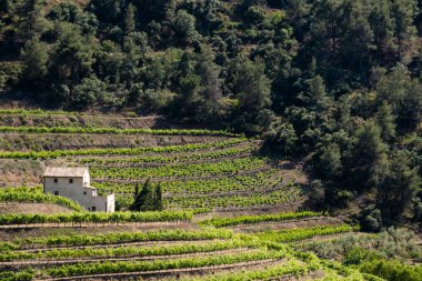 Tarragona İspanya 'da bahar aylarında Priorat şarap bölgesi
