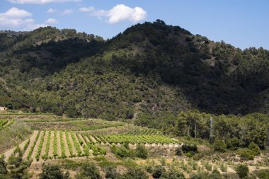 Tarragona İspanya 'da bahar aylarında Priorat şarap bölgesi