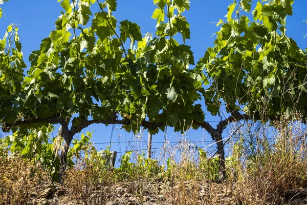 Priorat Wine Region Spring Tarragona Spain — Stock Photo, Image