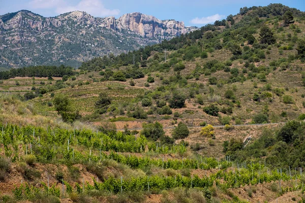 Приорат Винный Регион Весной Таррагоне Испания — стоковое фото