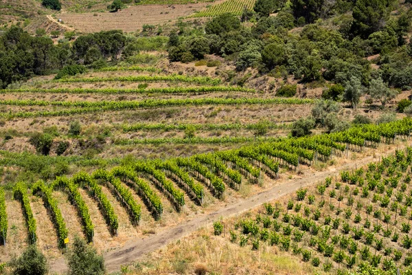 Priorat Vinregion Våren Tarragona Spanien — Stockfoto