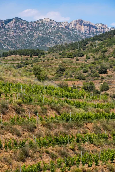 Priorat Vinregion Våren Tarragona Spanien — Stockfoto