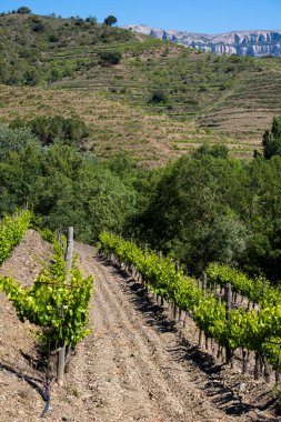 Katalonya 'nın Tarragona ilindeki Priorat kökenli bölgenin üzüm bağlarının manzarası