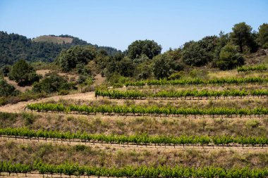 Katalonya 'nın Tarragona ilindeki Priorat kökenli bölgenin üzüm bağlarının manzarası
