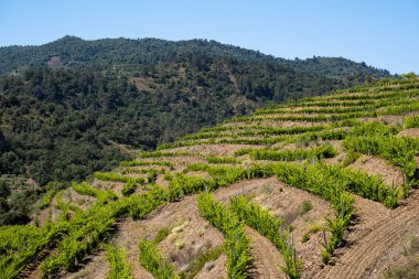 Katalonya 'nın Tarragona ilindeki Priorat kökenli bölgenin üzüm bağlarının manzarası