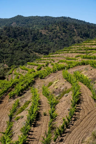 Katalonya 'nın Tarragona ilindeki Priorat kökenli bölgenin üzüm bağlarının manzarası