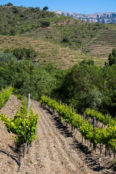 Paisagem Vinhas Região Denominação Origem Priorat Província Tarragona Catalunha — Fotografia de Stock