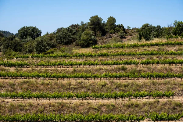 Landskap Med Vinodlingar Ursprungsregionen Priorat Provinsen Tarragona Katalonien — Stockfoto