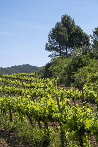 Region Winiarski Subiratach Prowincji Barcelona — Zdjęcie stockowe
