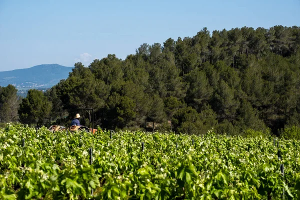 Tractor Vineyards Subirats Area Province Barcelona — Stock Photo, Image