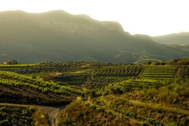 İspanya 'nın Tarragona kentindeki Priorat şarap bölgesindeki üzüm bağlarının manzarası