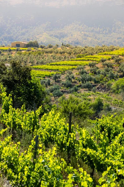 Krajobraz Winnic Regionie Winiarskim Priorat Tarragonie Hiszpanii — Zdjęcie stockowe