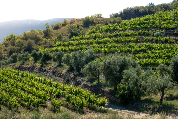 Krajobraz Winnic Regionie Winiarskim Priorat Tarragonie Hiszpanii — Zdjęcie stockowe