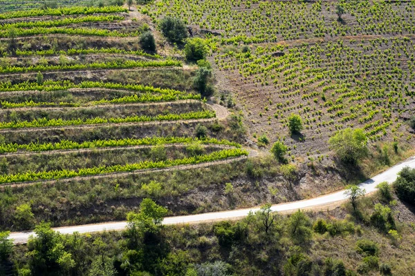 İspanya 'nın Tarragona kentindeki Priorat şarap bölgesindeki üzüm bağlarının manzarası