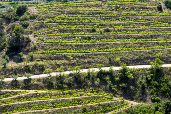 Landschap Van Wijngaarden Het Wijngebied Priorat Tarragona Spanje — Stockfoto