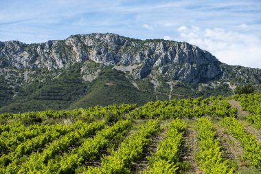 Fransa 'nın güneydoğu Avrupa bölgesindeki Languedoc bölgesinde Tautavel köyünün etrafındaki üzüm bağları.