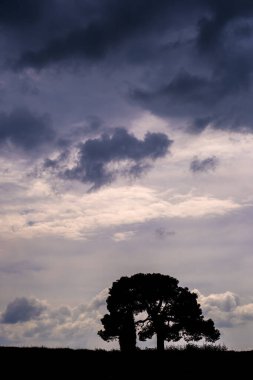 Gün batımında tarlada yapayalnız ağaç