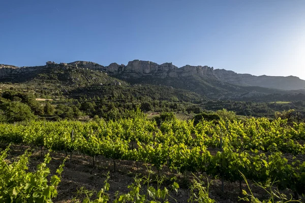 Vineyards Sunrise Morera Montsant Montsant Appellation Origin Wine Region Province — Fotografia de Stock