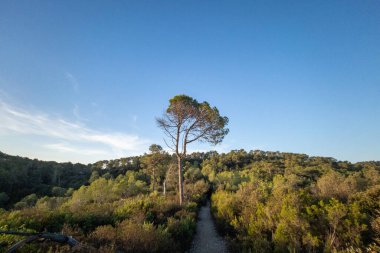 Road in the mountains of the Collserola natural park in Sant Cugat del Valles in Barcelona